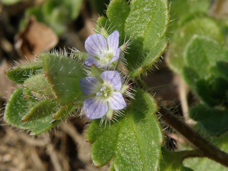 Veronica persica e Veronica hederifolia