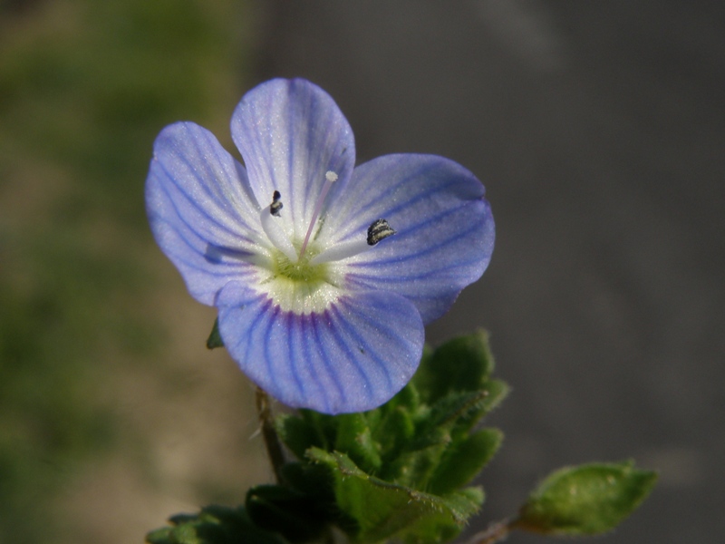 Veronica persica e Veronica hederifolia