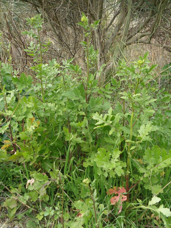 Sinapis alba