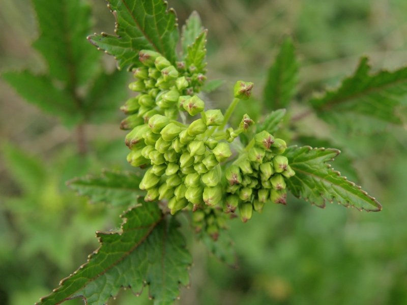 Sinapis alba