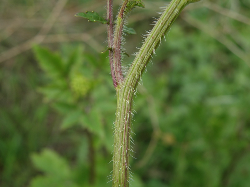 Sinapis alba