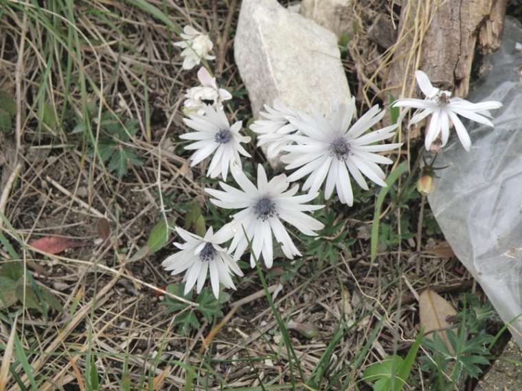 Anemone hortensis
