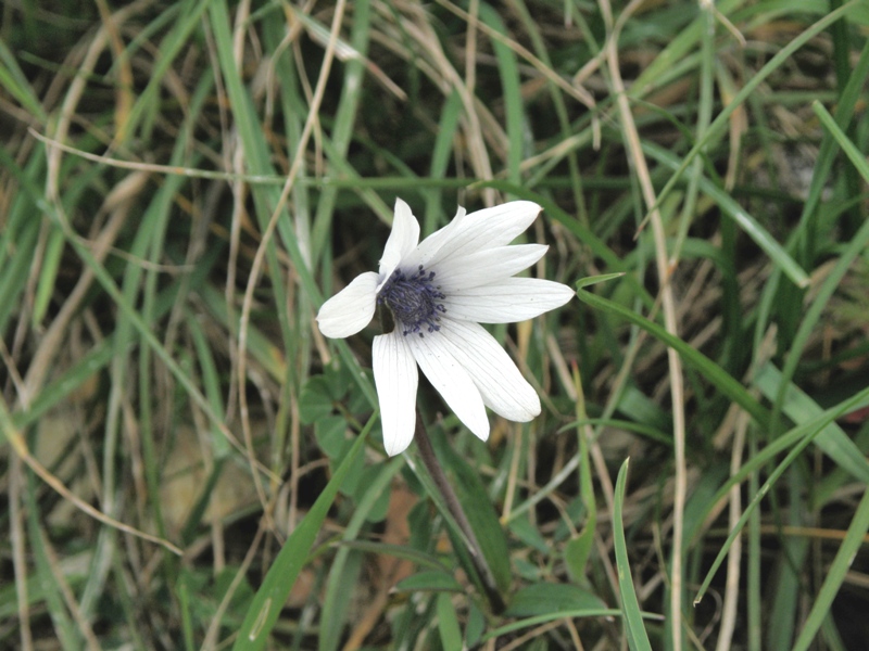 Anemone hortensis