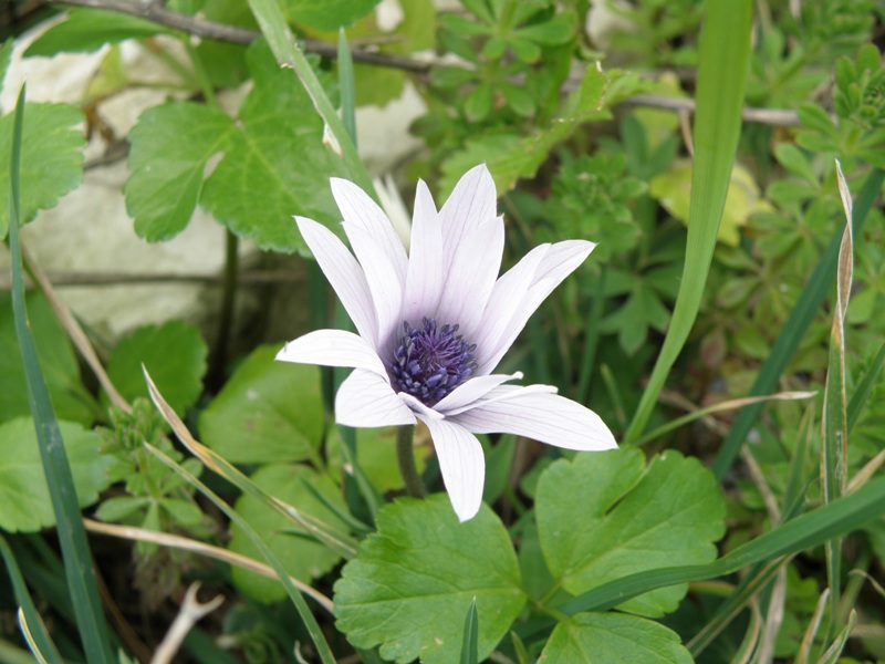 Anemone hortensis