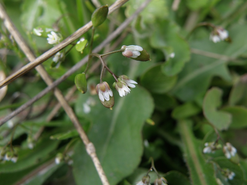 Erophila verna / Draba primaverile