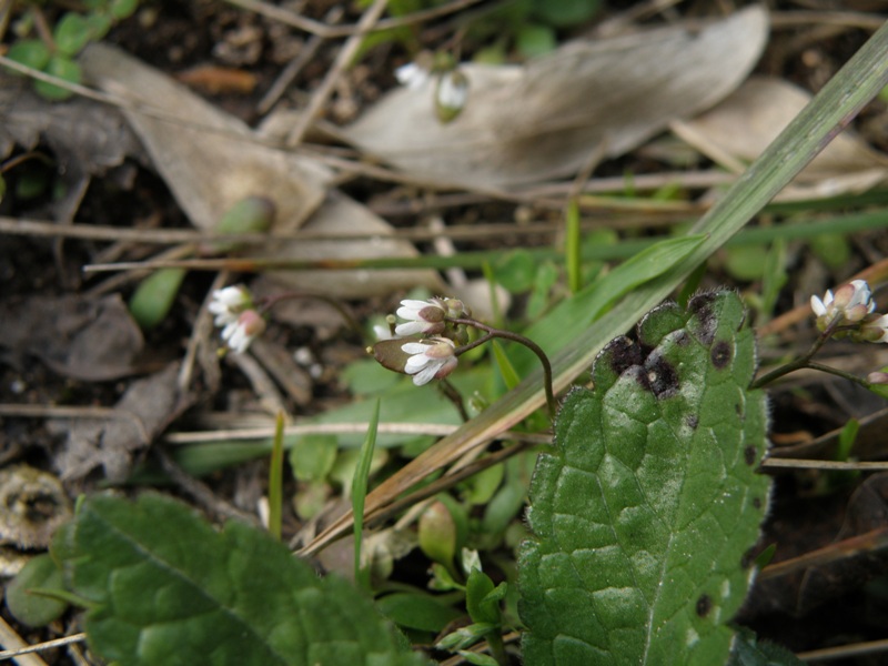 Erophila verna / Draba primaverile