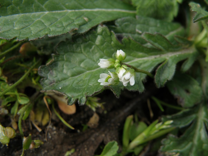 Erophila verna / Draba primaverile