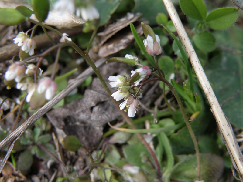 Erophila verna / Draba primaverile