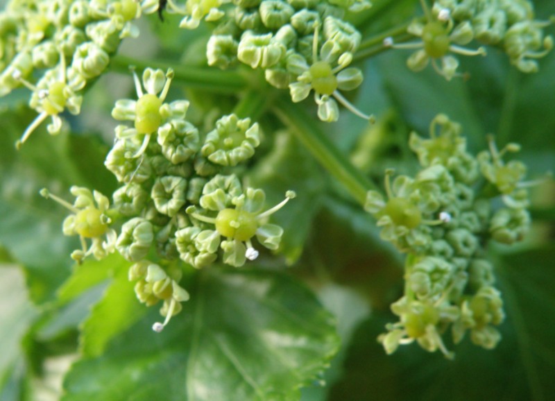 Smyrnium olusatrum / Corinoli comune