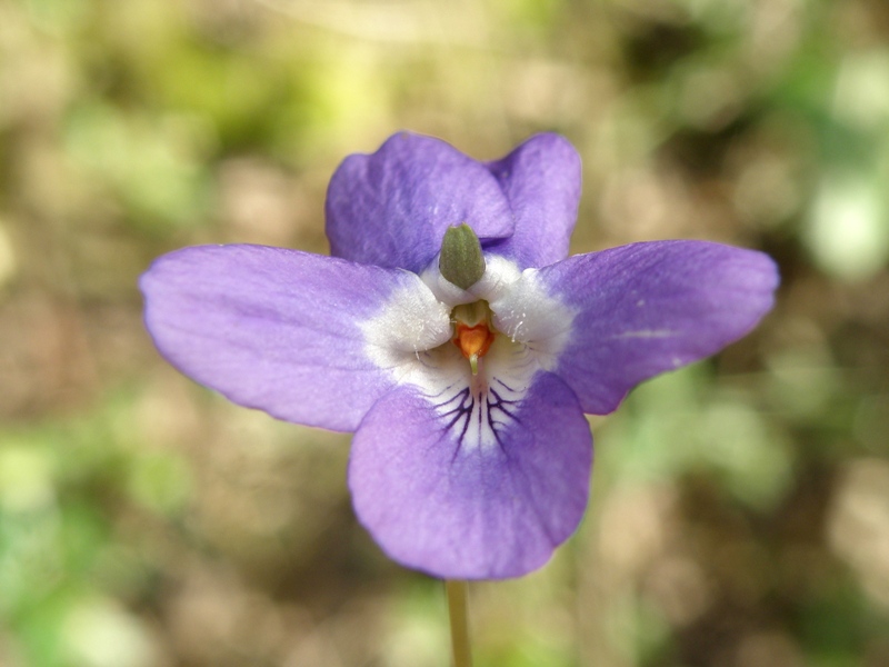 Viole del Conero - Viola alba Besser, subsp. dehnhardtii