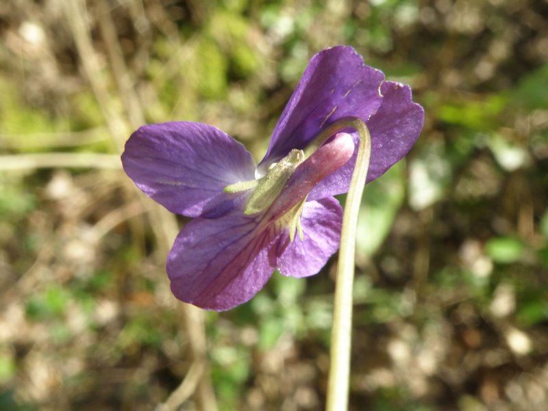 Viole del Conero - Viola alba Besser, subsp. dehnhardtii
