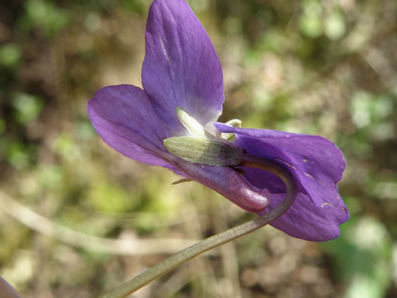 Viole del Conero - Viola alba Besser, subsp. dehnhardtii