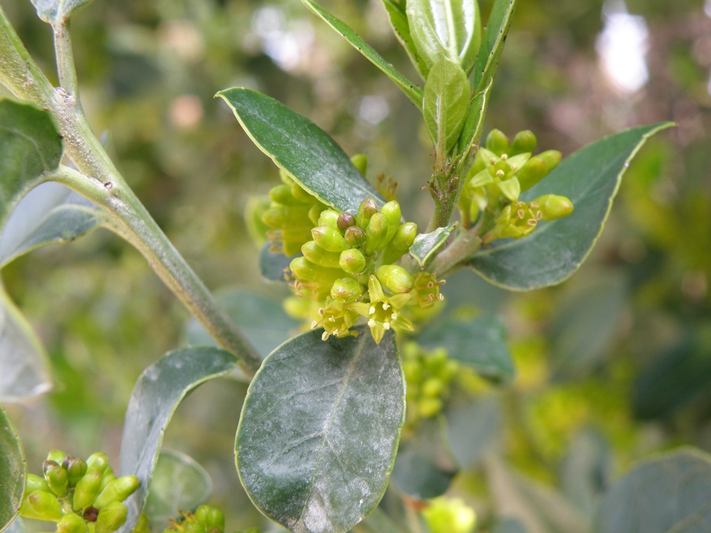 Rhamnus alaternus
