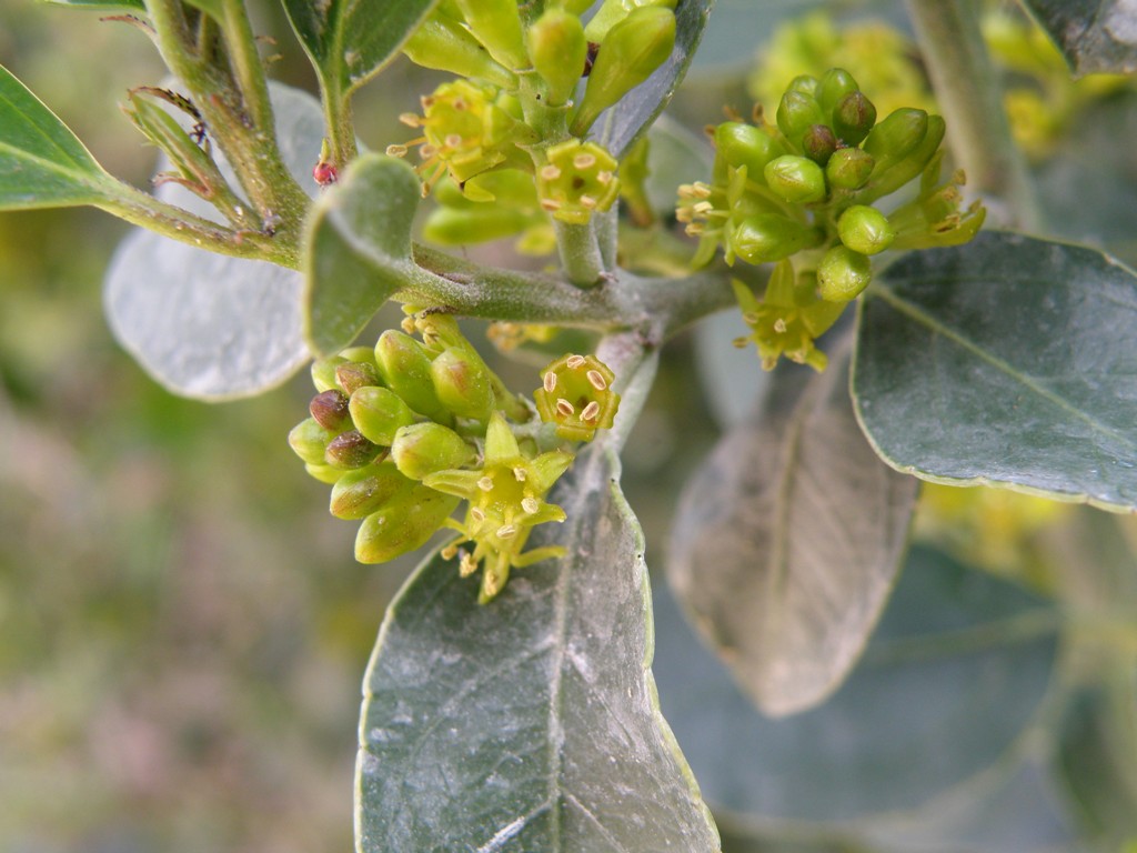 Rhamnus alaternus