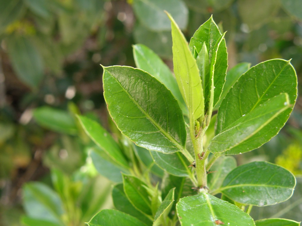 Rhamnus alaternus