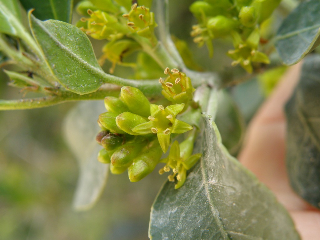 Rhamnus alaternus