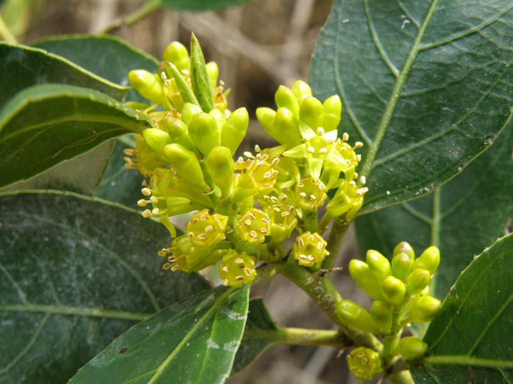 Rhamnus alaternus