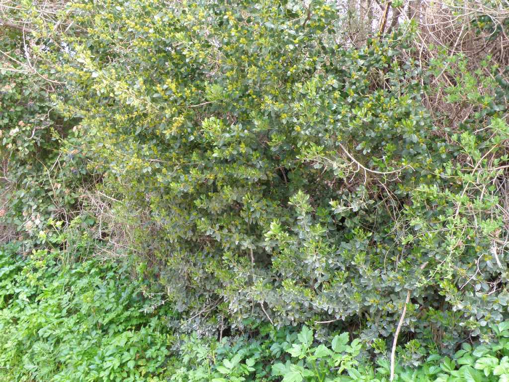 Rhamnus alaternus