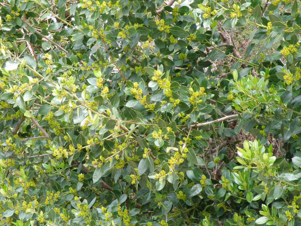 Rhamnus alaternus