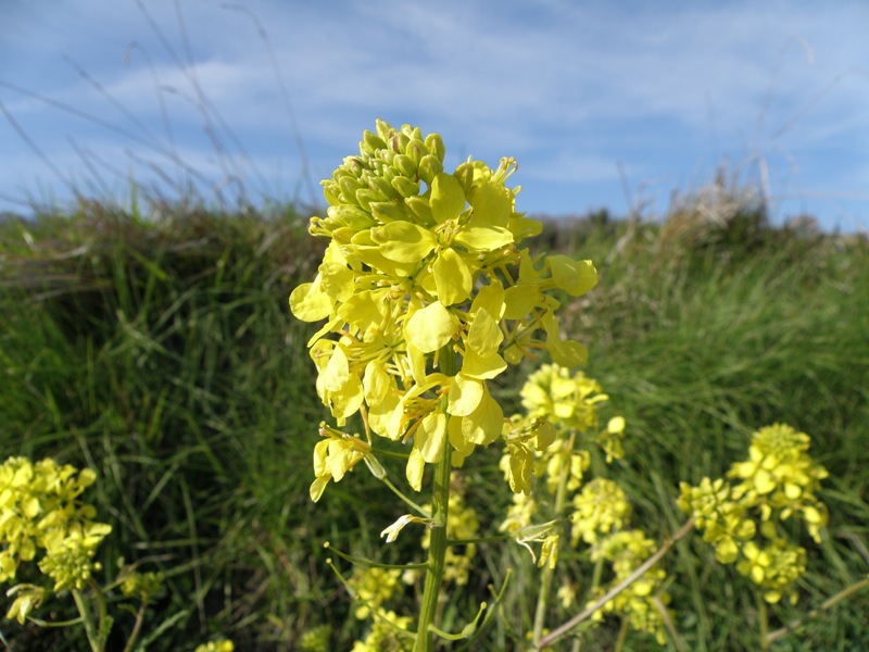 Sinapis alba