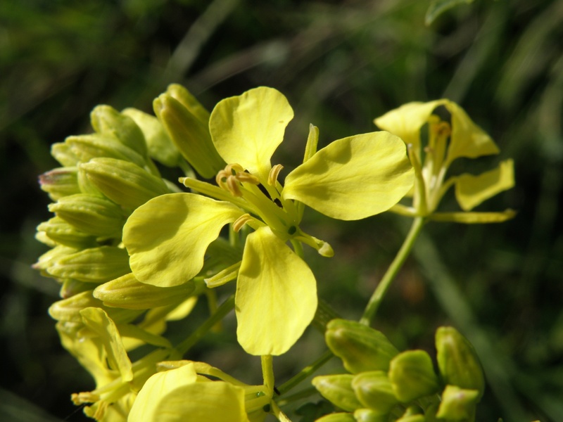 Sinapis alba