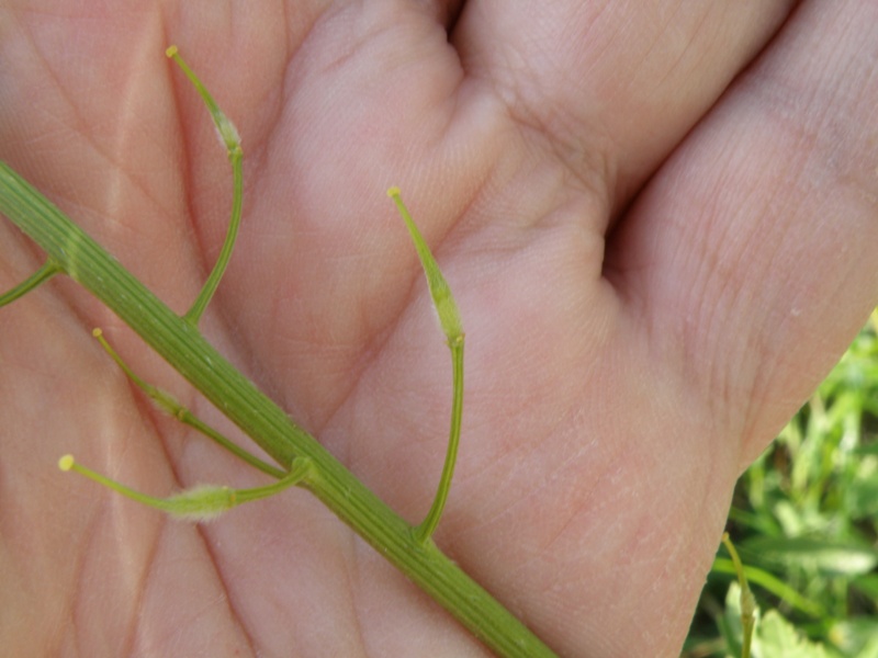 Sinapis alba