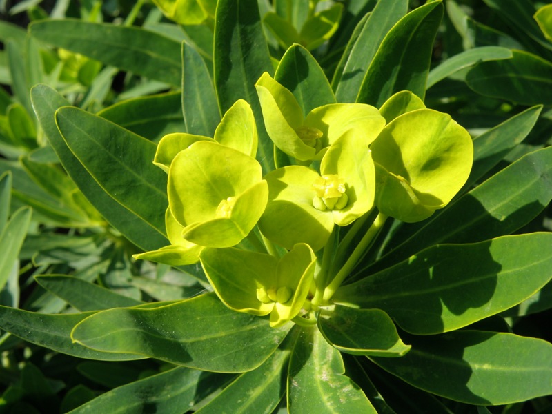 Euphorbia dendroides / Euforbia arborescente