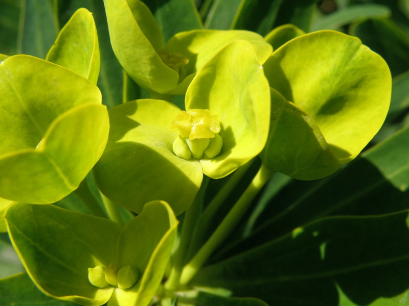 Euphorbia dendroides / Euforbia arborescente