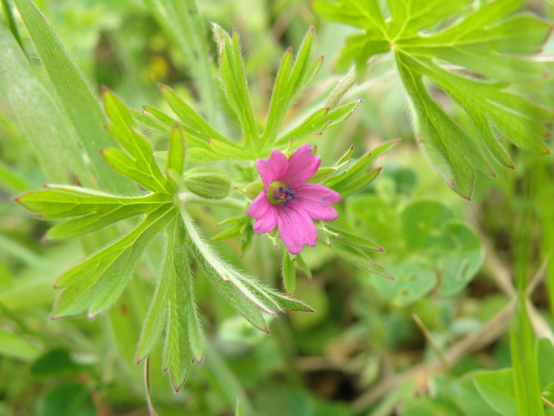 Geranium dissectum