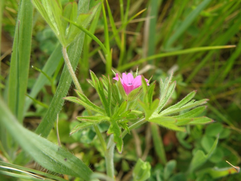 Geranium dissectum