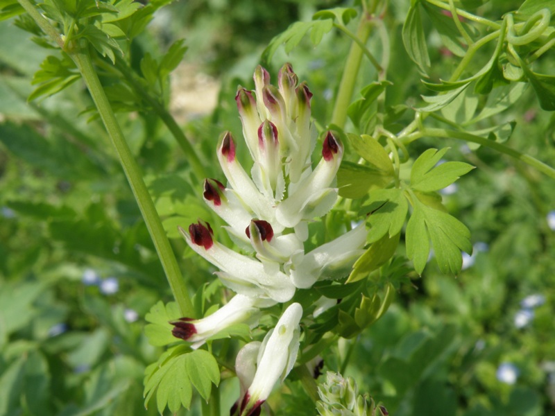 Fumaria capreolata