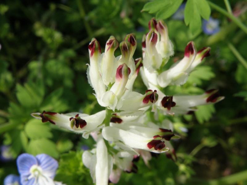 Fumaria capreolata