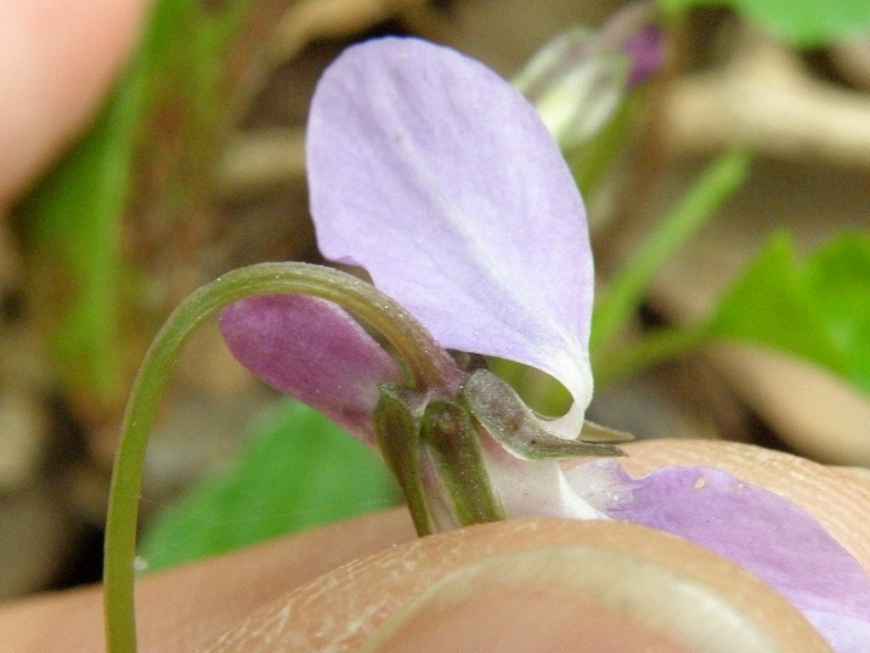 Viola reichenbachiana