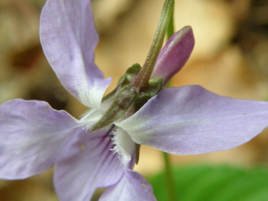 Viola reichenbachiana