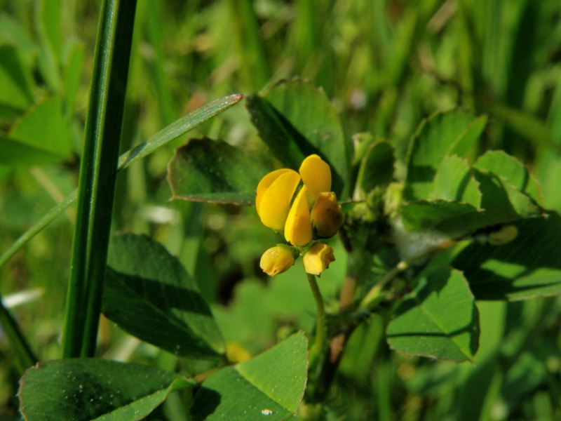 Leguminosa ? - Medicago sp.