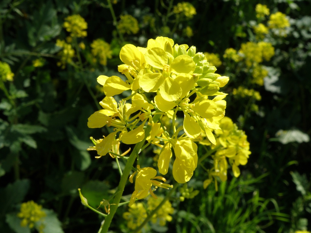 Brassicacea ? - Sinapis alba