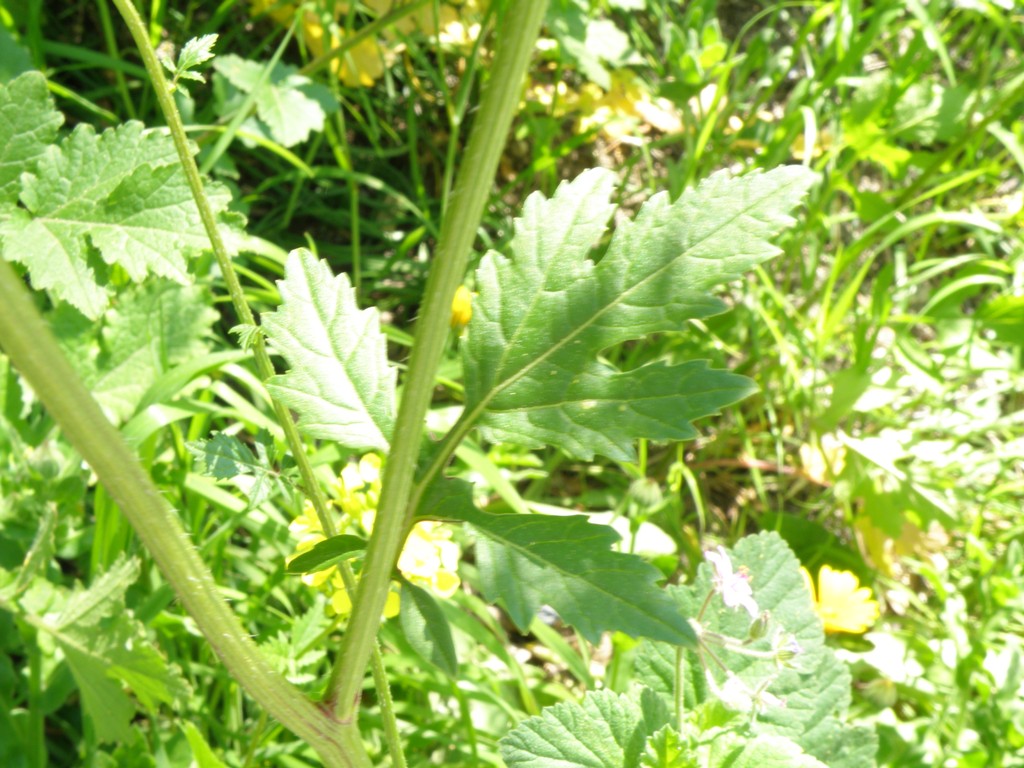 Brassicacea ? - Sinapis alba