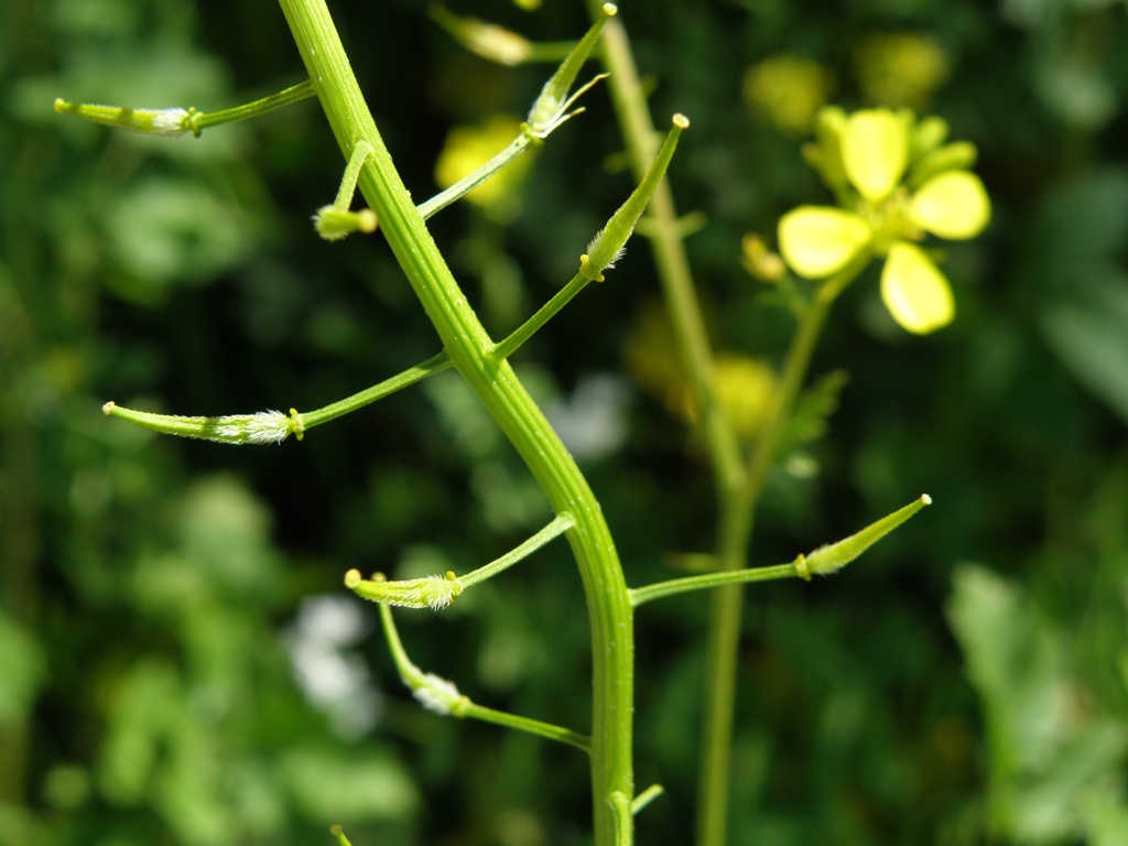 Brassicacea ? - Sinapis alba