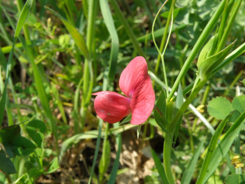 Leguminosa ? - Lathyrus cicera