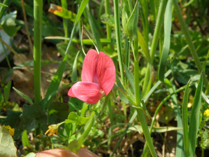 Leguminosa ? - Lathyrus cicera