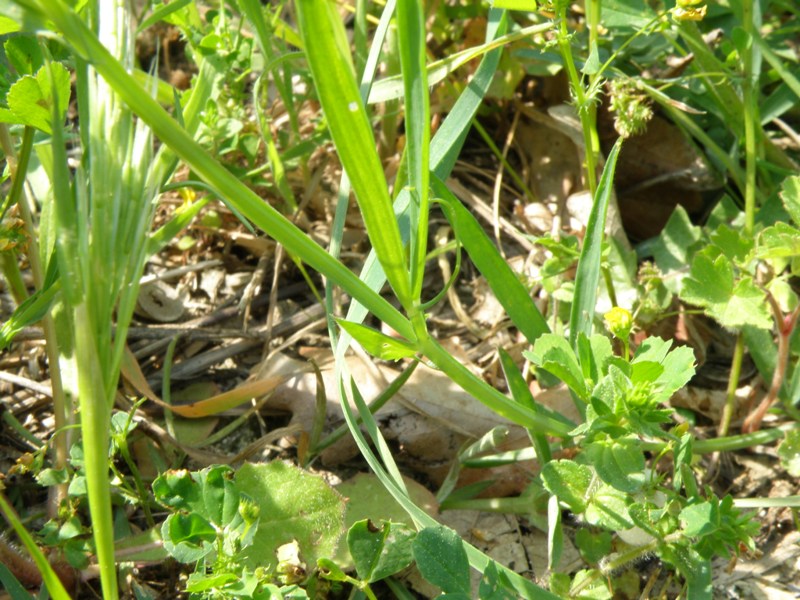 Leguminosa ? - Lathyrus cicera