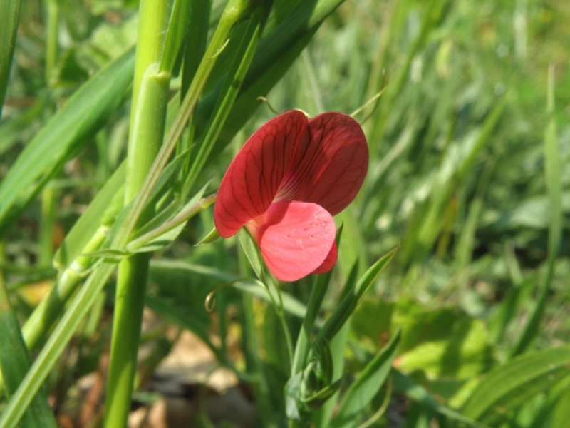 Leguminosa ? - Lathyrus cicera