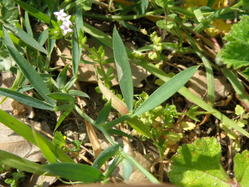 Leguminosa ? - Lathyrus cicera