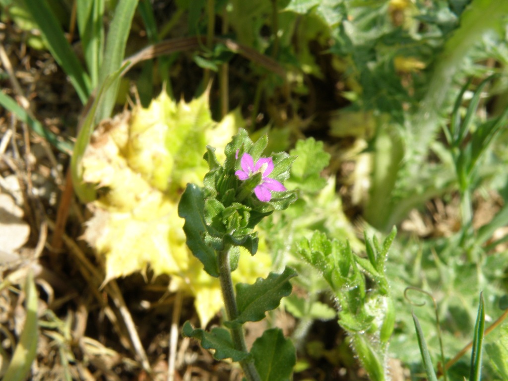 Legousia hybrida / Specchio di Venere ondulato