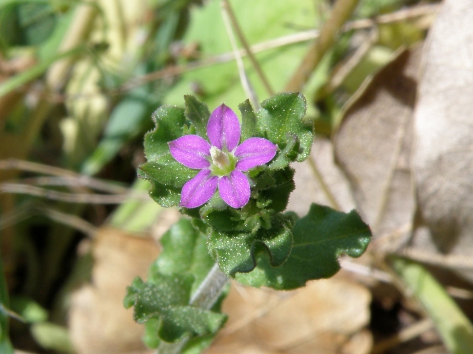 Legousia hybrida / Specchio di Venere ondulato