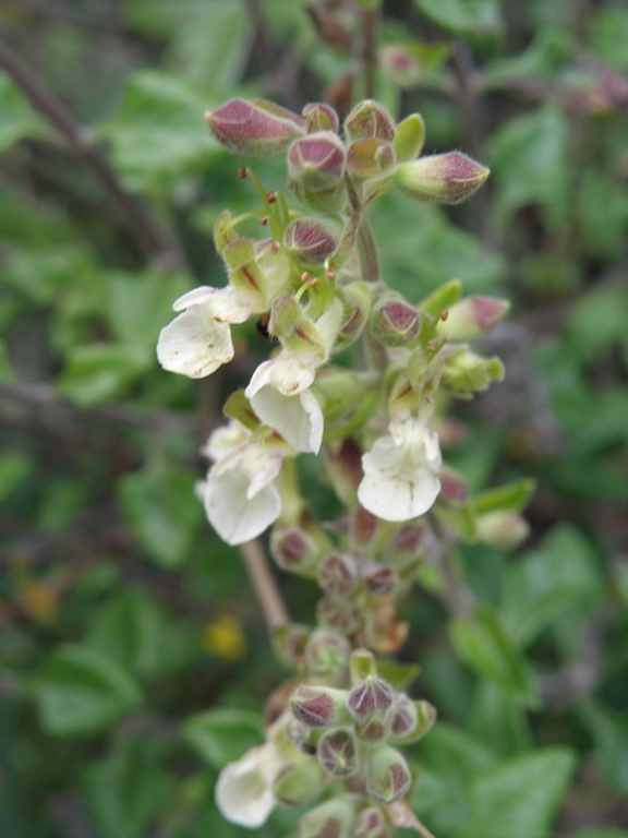 Teucrium flavum