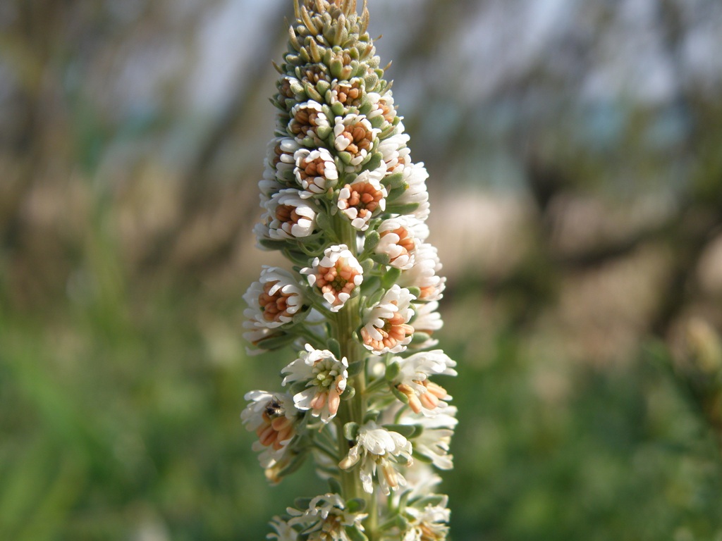 Una conferma : Reseda lutea ?