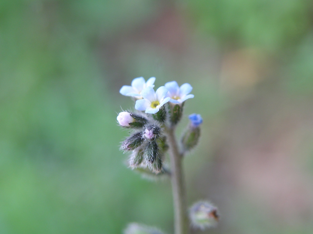 Myosotis ramosissima?