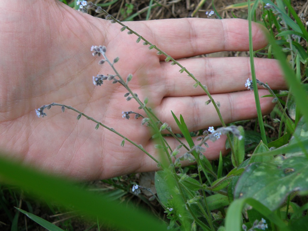 Myosotis ramosissima?
