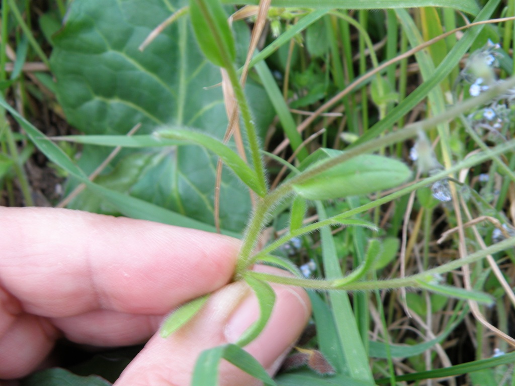 Myosotis ramosissima?